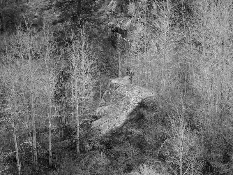 Illustration for article titled 27 Photos Of Barenaked Trees